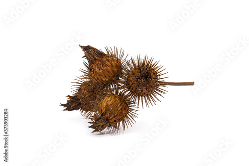 Leinwand Poster closeup on dry burdock seed head or burr on white background