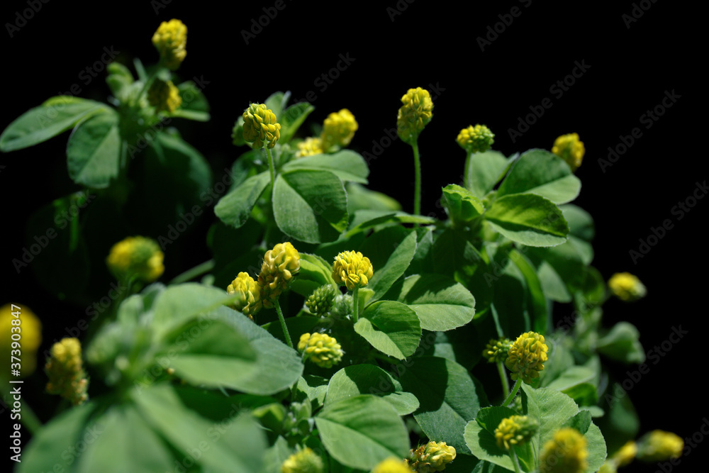 Yellow Medicago flowers with green leaves on a black background Yellow Medicago flowers with green leaves on a black background