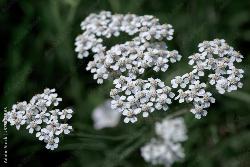 White flower common yarrow close up view from above White flower common yarrow close up view from above