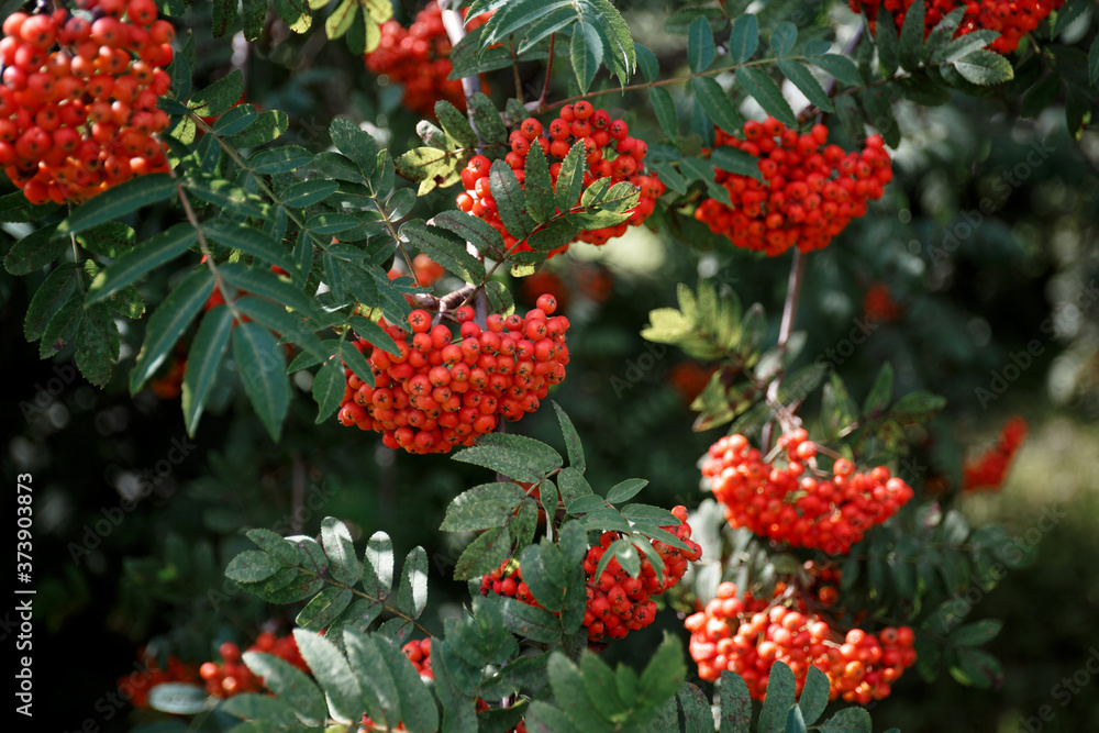 Large clusters of red Rowan fruit on a branch with green leaves Large clusters of red Rowan fruit on a branch with green leaves