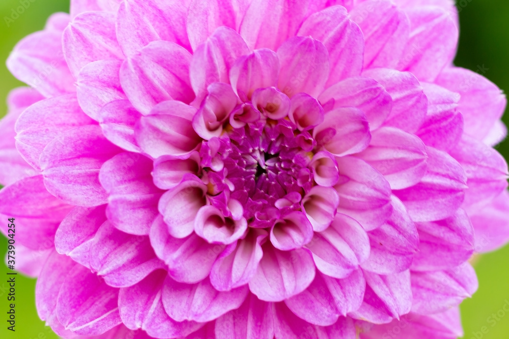 big pink flower big pink flower