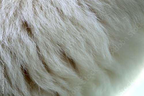 Photo background of white bear fur