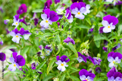  pansies on a background of grass in the garden