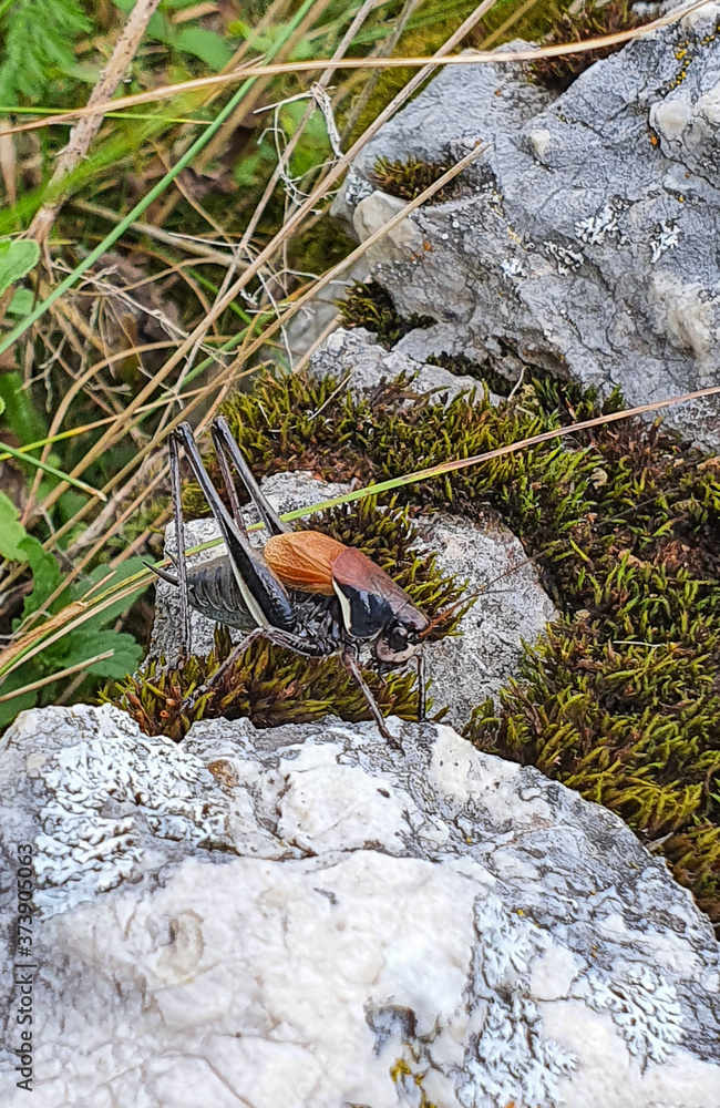 Obraz premium Grille