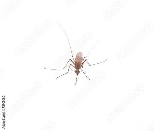 Mosquito isolated on white background © pisut