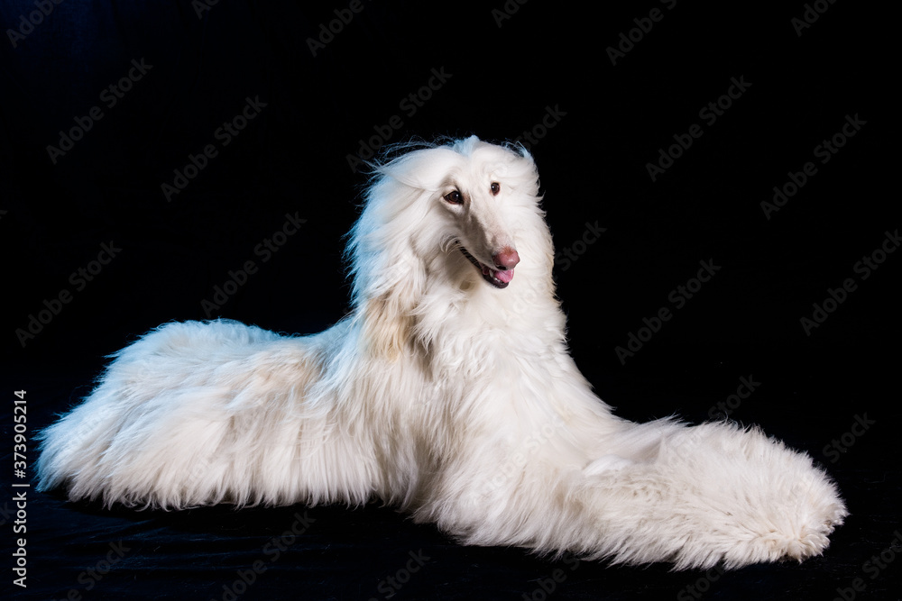 perro-mascotas-Lebrel afgano-pelo-pelo largo-blanco- pedigrí-retrato-mirada-movimiento-lengua-posar-fondo negro-negro-belleza-adorable perro-mascotas-Lebrel afgano-pelo-pelo largo-blanco- pedigrí-retrato-mirada-movimiento-lengua-posar-fondo negro-negro-belleza-adorable