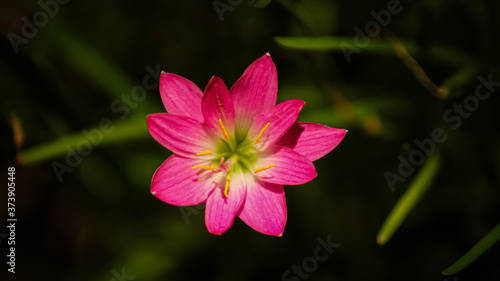 pink flowers among blades of grass