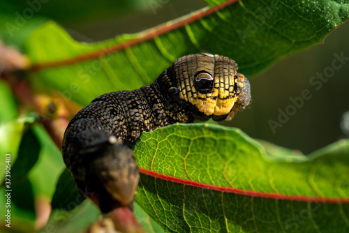 Close up of a large caterpillar crawling among green leaves