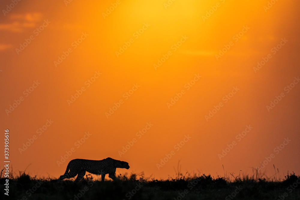 A silhouette of an adult cheetah stalking prey at sunset in Masai Mara Kenya A silhouette of an adult cheetah stalking prey at sunset in Masai Mara Kenya