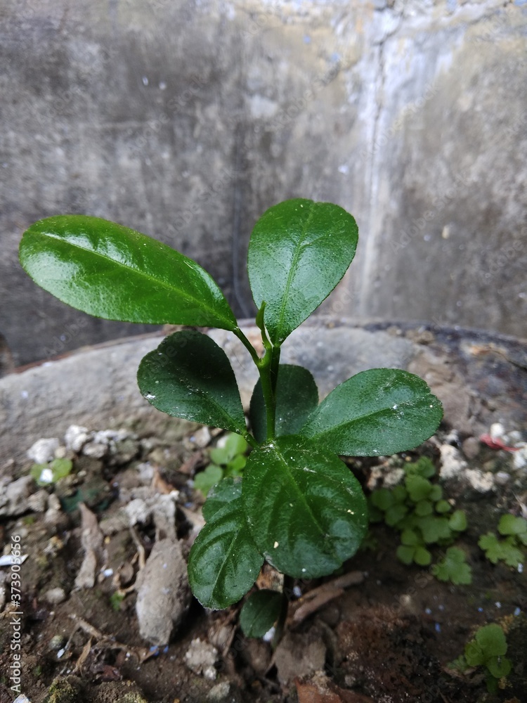 young green lime plant in the tub. Plant seedling in a pot