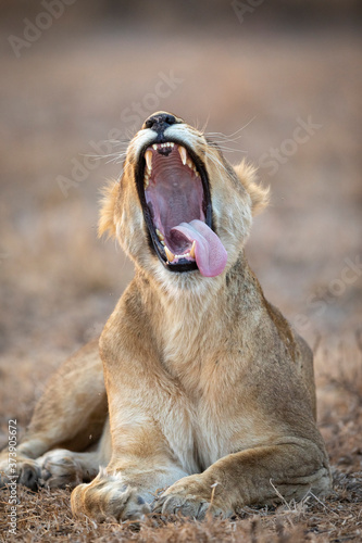 Vertical portrait of a yawning lioness with her mouth open showing her teeth in Kruger Park South Africa