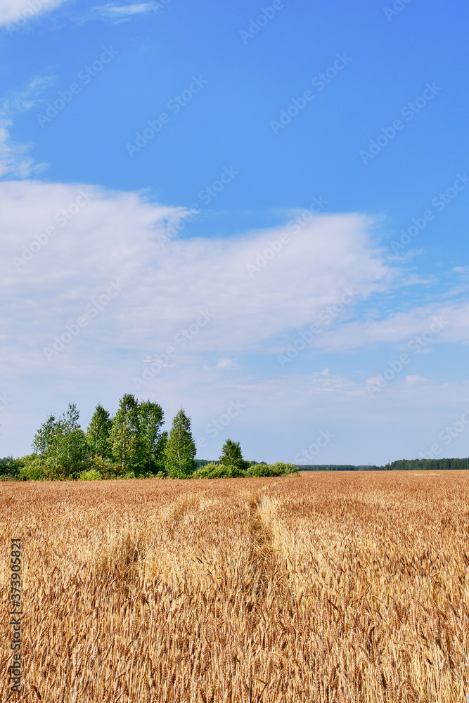 Ripe golden ears of wheat over a blue sky background.