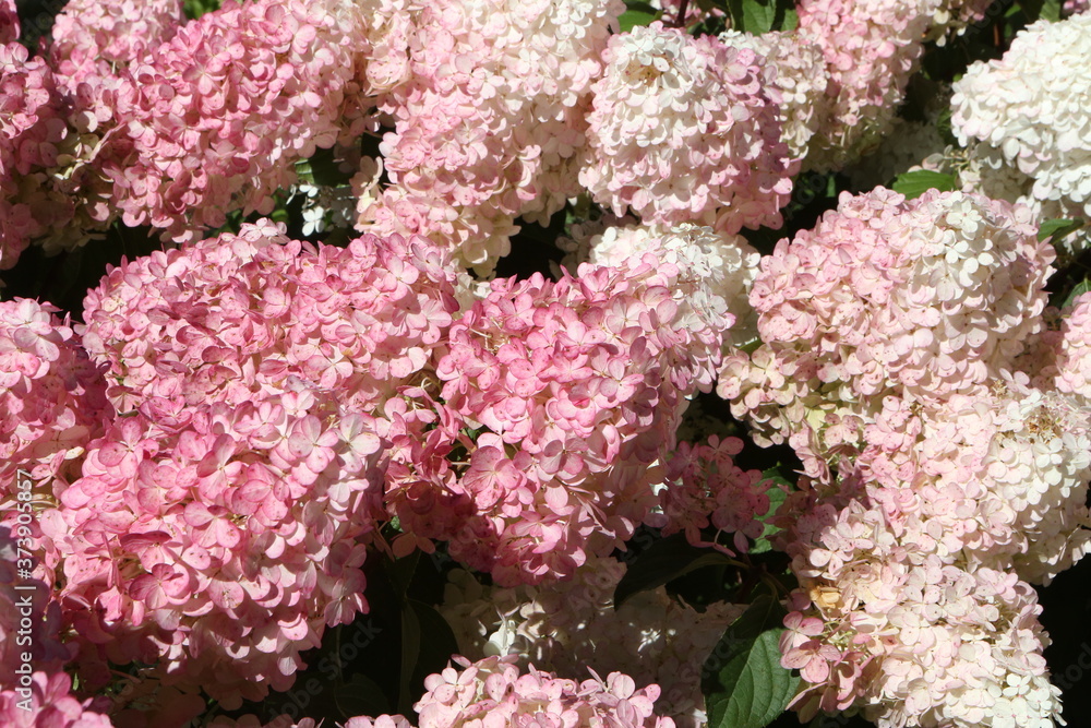 Foto de Pink flowers of hydrangea paniculata "Vanilla Fraise" in summer ...