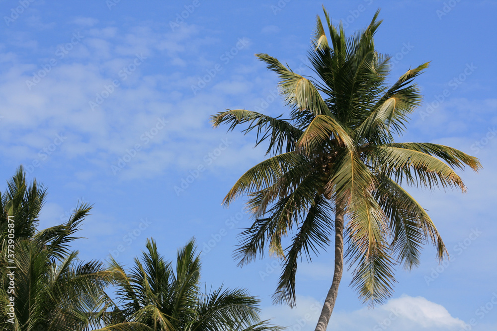 Fototapeta premium palm trees against blue sky