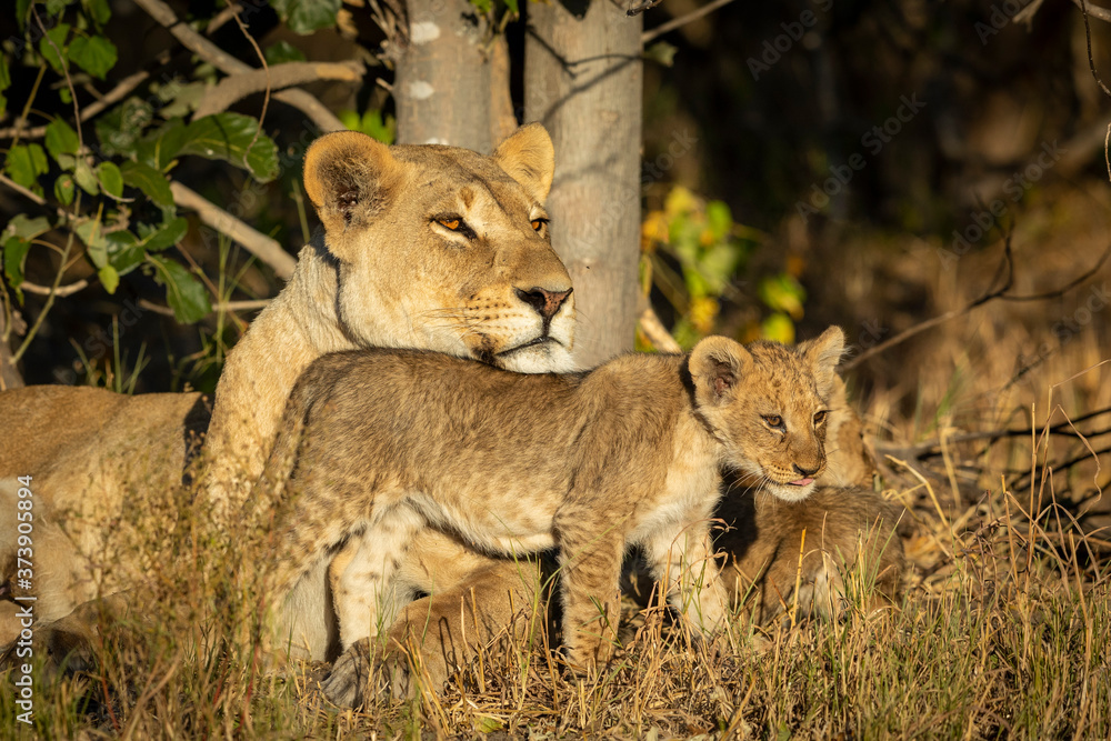 Mother and baby lion with beautiful eyes in Savuti in Botswana Mother and baby lion with beautiful eyes in Savuti in Botswana