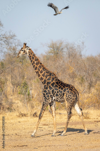 Male giraffe with oxpeckers walking and african harrier hawk flying in the sky in Kruger Park South Africa