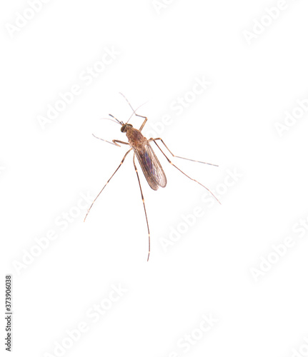 Mosquito isolated on white background © pisut