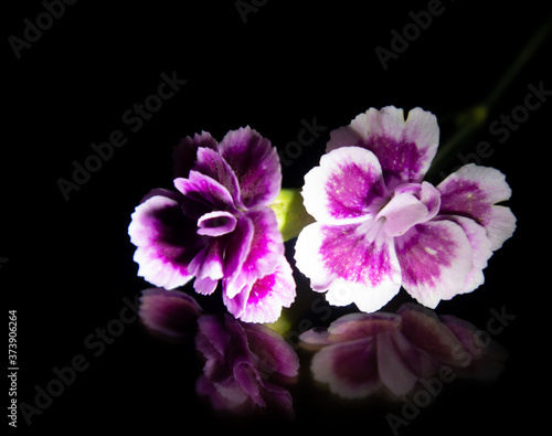 Weiß lila Blüte spiegelnd vor schwarzen Hintergrund