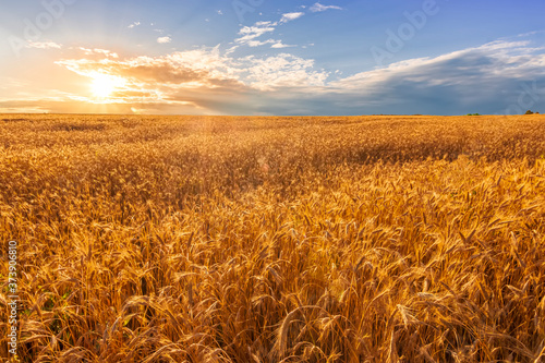Scenic view at beautiful summer sunset in a wheaten shiny field with golden wheat and sun rays, deep bright cloudy sky witn sun glow , valley landscape
