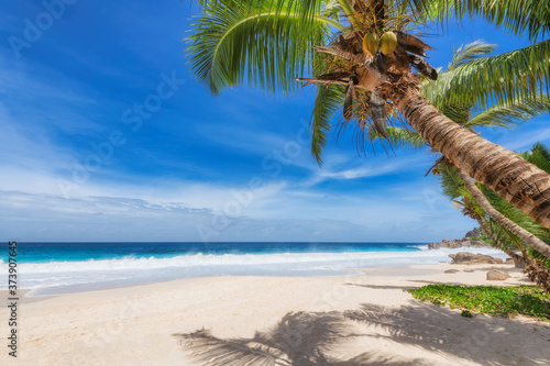 Fototapeta Naklejka Na Ścianę i Meble -  Tropical white sand beach with coco palms and the turquoise sea on Jamaica Caribbean island.	