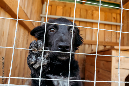 Photography Dogs animal rights protection concept.