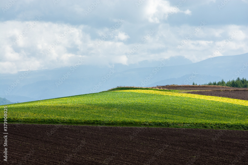 Obraz premium 光を浴びて輝く緑の畑 