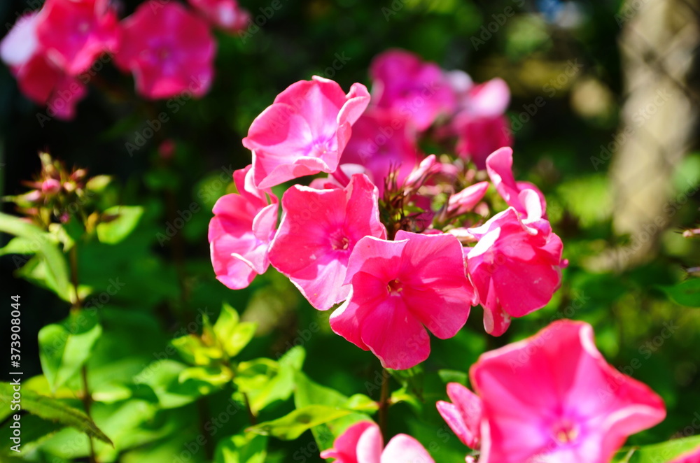 Bright phlox bloom in the garden. Bright phlox bloom in the garden.
