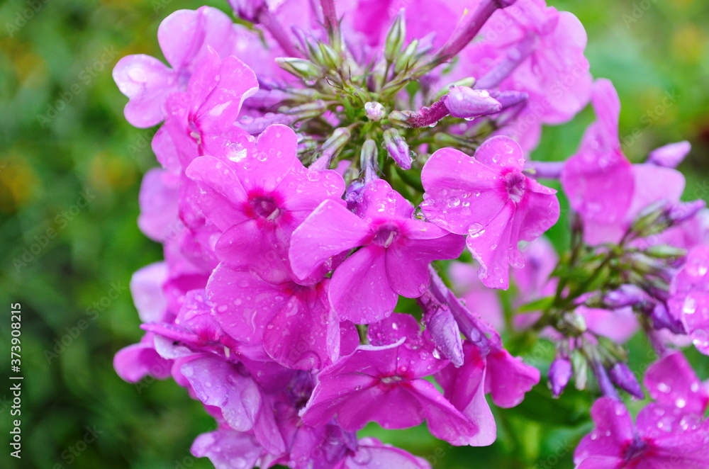 Bright phlox bloom in the garden.