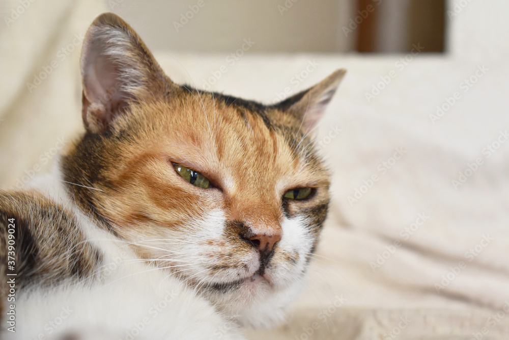 Calico cat or Tortoiseshell cat sitting on the sofa with a thoughtful face.  Selective focus on the right cat eye.  Copy space is on the blurry part of the right side.  