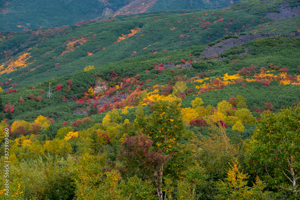 カラフルに色づいた秋の高山の森
