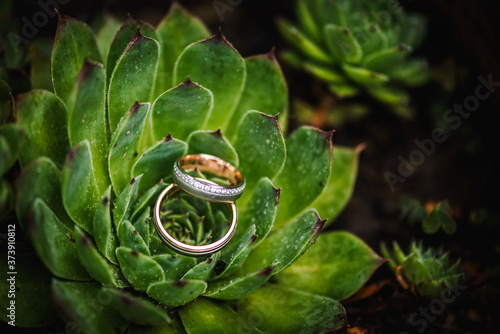 Two wedding rings on a succulent plant  close up shot