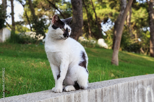 Portrait of the spotted black and white cat in the Tangier, Morocco.