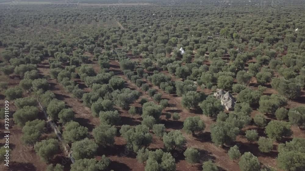 Aerial view of olive grove on red soil with trullo trulli - traditional italian white stone houses in Puglia region. Rural landscape village countryside summer. South Italy Europe. Agricultural field Aerial view of olive grove on red soil with trullo trulli - traditional italian white stone houses in Puglia region. Rural landscape village countryside summer. South Italy Europe. Agricultural field