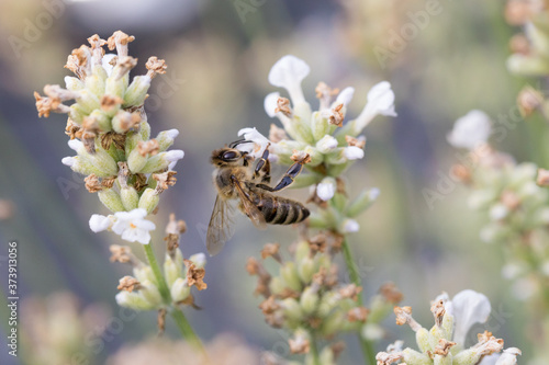 Biene auf Blüte im Sommer © Christian Schwier
