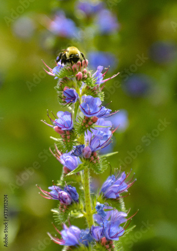 Bee on Flower