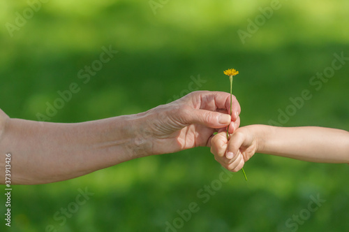 Two hands together on a green natural background. Granddaughter and grandmother with a flower in her hands. Selective focus. The concept of peace, ecology, heritage. Selective focus