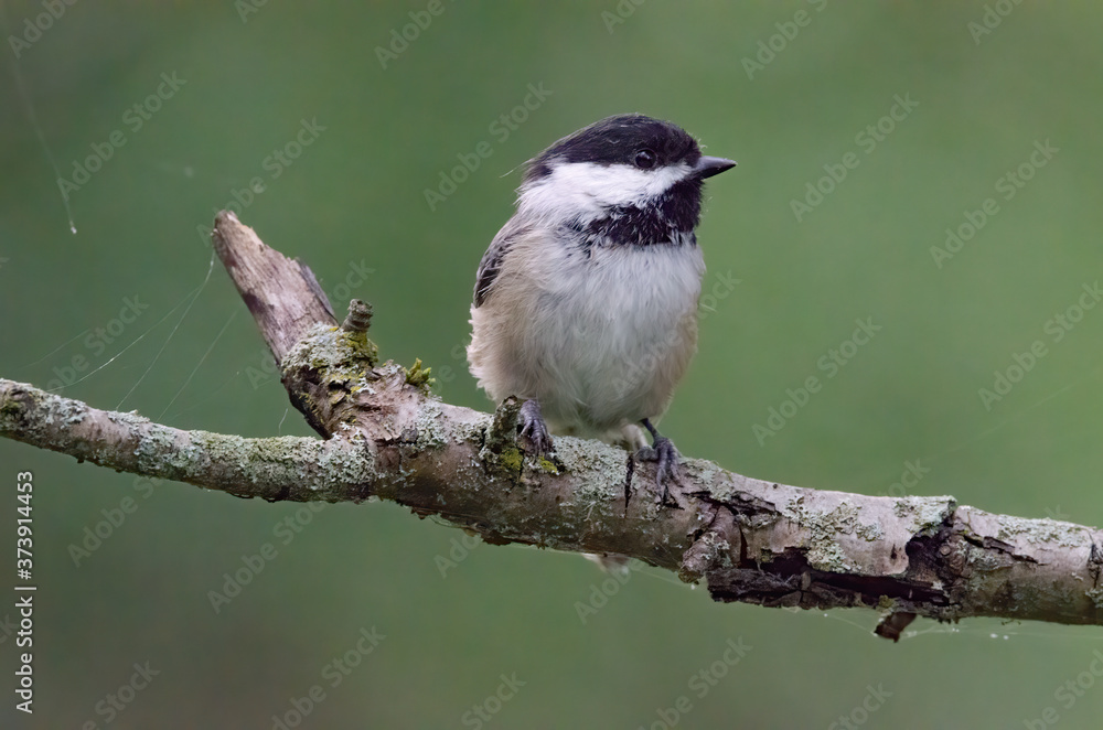 Black-capped Chickadee perched on a tree branch Black-capped Chickadee perched on a tree branch