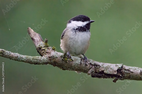 Black-capped Chickadee perched on a tree branch