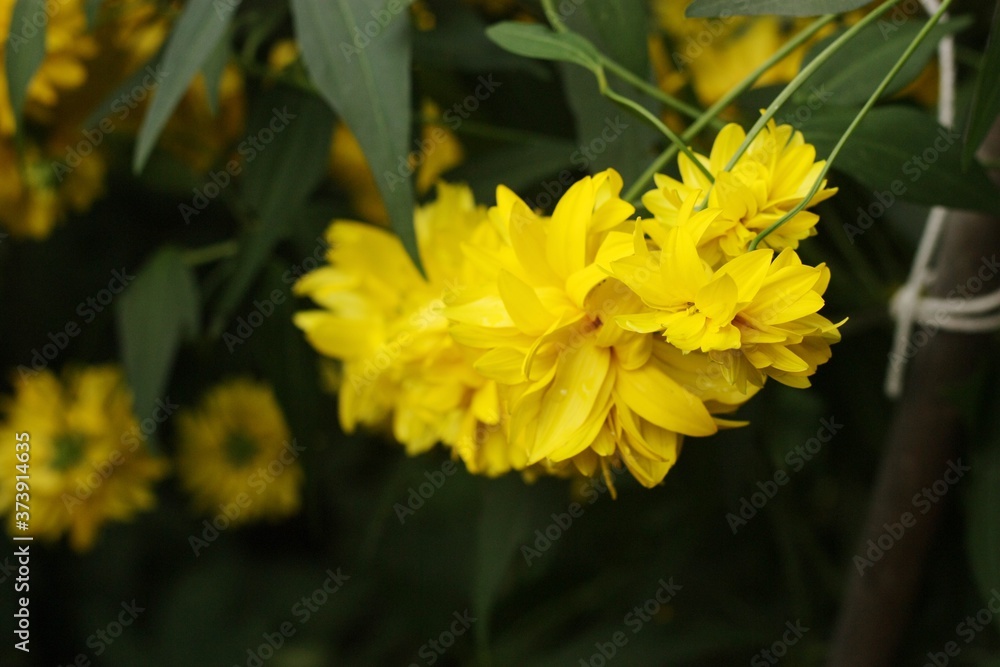 Beautiful yellow flowers in a summer Park Beautiful yellow flowers in a summer Park