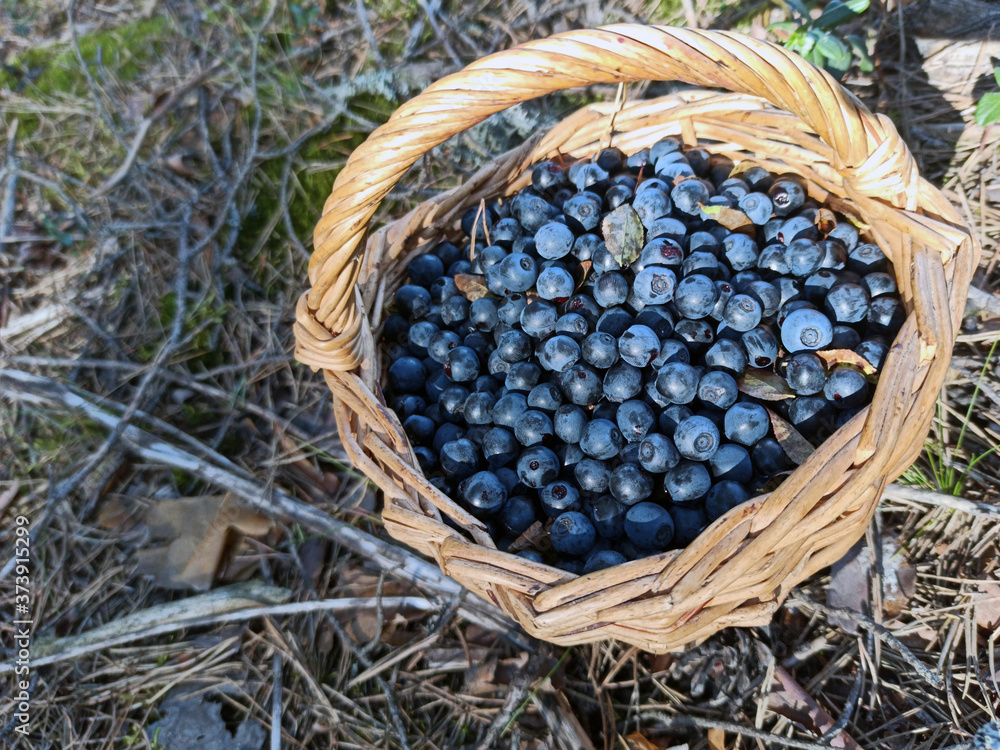 photo of blueberries in a basket at the forest edge on a summer day. gifts of the forest. harvesting berries