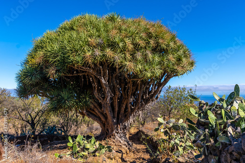 Las tricias trail and its beautiful dragon trees in the town of Garafia in the north of the island of La Palma, Canary Islands photo