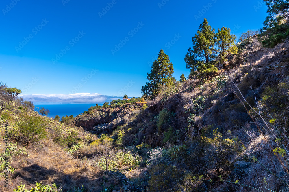 Las tricias trail and its beautiful dragon trees in the town of Garafia in the north of the island of La Palma, Canary Islands