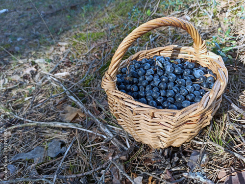 Obraz na płótnie photo of blueberries in a basket at the forest edge on a summer day. gifts of the forest. harvesting berries w salonie