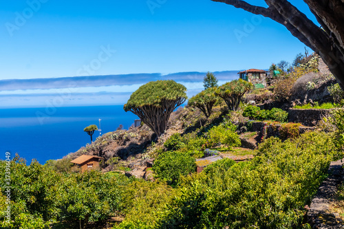 Konstfotografi Las tricias trail and its beautiful dragon trees in the town of Garafia in the n