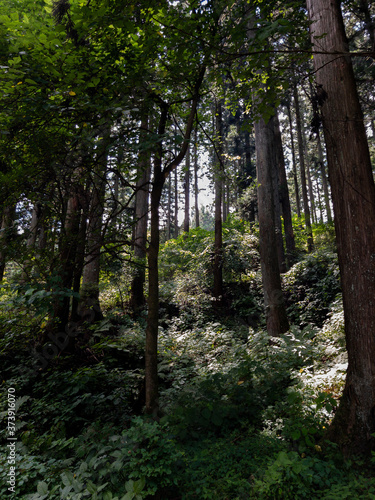 日本の森