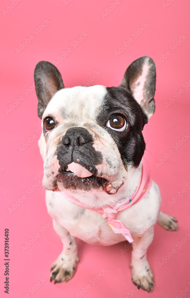 french bulldog portrait