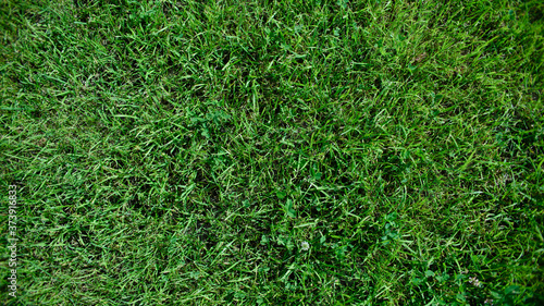 The texture of the grass, green lawn. View from above. Intense green