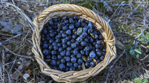 Obraz na płótnie photo of blueberries in a basket at the forest edge on a summer day. gifts of the forest. harvesting berries w salonie