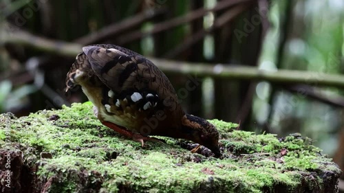 Nature wildlife footage of bird red-breasted partridge also known as the Bornean hill-partridge It is endemic to hill and montane forest in Borneo photo