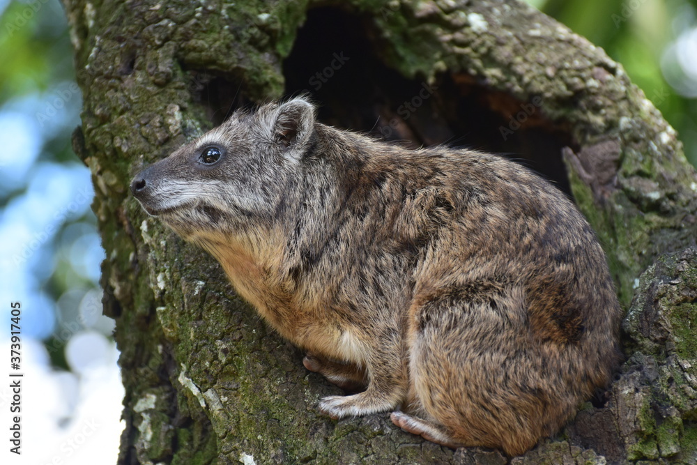 Fototapeta premium a tree hyrax displaying